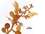 Dettaglio delle vescicole aerifere e dei ricettacoli